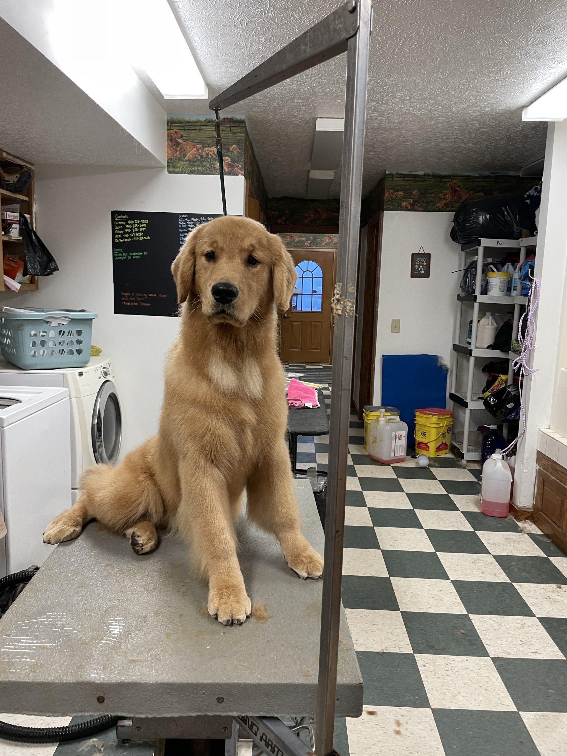 Our up and coming Girls Misty Meadows Kennels